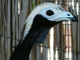 Смотреть фото Синегорлый гуан Фото Синегорлый гуан