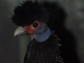 Смотреть фото Чубатая цесарка Фото Чубатая цесарка