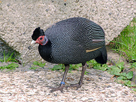 Смотреть фото Чубатая цесарка Фото Чубатая цесарка