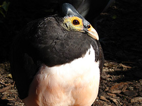 Смотреть фото Большеног-малео Фото Большеног-малео