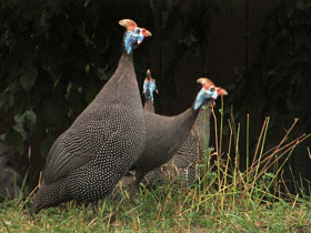 Обыкновенная цесарка: пернатый единорог