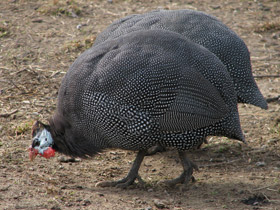 Смотреть фото Обыкновенная цесарка: пернатый единорог Фото Обыкновенная цесарка: пернатый единорог