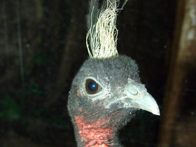 Конголезский павлин