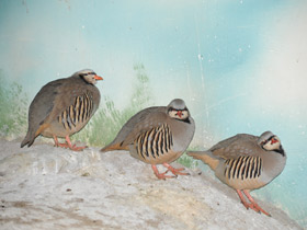 Азиатский кеклик