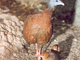 Смотреть фото Большой аргус Фото Большой аргус