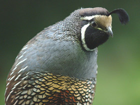 Калифорнийский хохлатый перепел