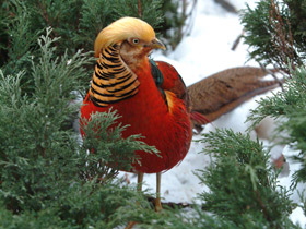 Золотой фазан