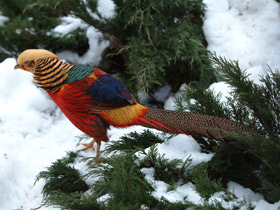 Золотой фазан