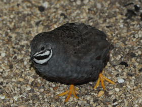 Смотреть фото Расписной перепел Фото Расписной перепел