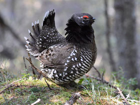 Канадская дикуша