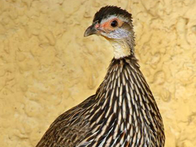 Смотреть фото Желтогорлый франколин Фото Желтогорлый франколин