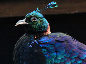 Смотреть фото Гималайский монал Фото Гималайский монал