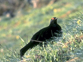 Фото Кавказский тетерев