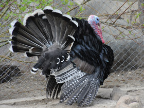 Смотреть фото Дикая индейка Фото Дикая индейка