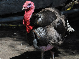 Смотреть фото Дикая индейка Фото Дикая индейка