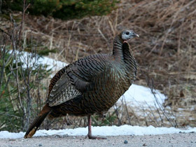Смотреть фото Дикая индейка Фото Дикая индейка