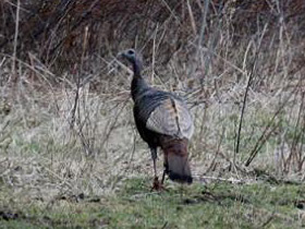 Смотреть фото Дикая индейка Фото Дикая индейка