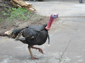 Смотреть фото Домашняя индейка Фото Домашняя индейка