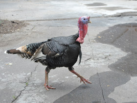 Смотреть фото Домашняя индейка Фото Домашняя индейка