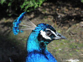 Индийский павлин