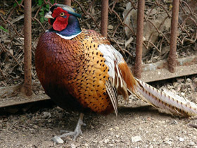 Фото Обыкновенный фазан