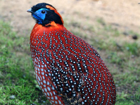 Глазчатый трагопан