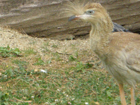 Смотреть фото Хохлатая кариама Фото Хохлатая кариама
