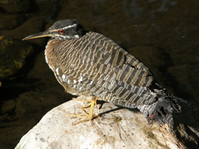 Смотреть фото Солнечная цапля Фото Солнечная цапля