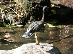 Смотреть фото Солнечная цапля Фото Солнечная цапля