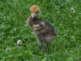 Смотреть фото Журавль Стэнли Фото Журавль Стэнли