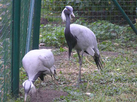 Смотреть фото Красавка Фото Красавка