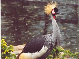 Фото Венценосный журавль