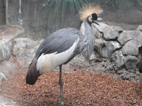 Фото Венценосный журавль