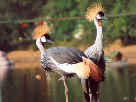 Фото Венценосный журавль