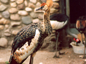 Фото Венценосный журавль