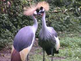 Фото Венценосный журавль
