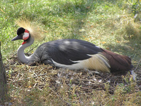 Фото Венценосный журавль