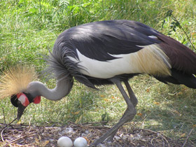 Фото Венценосный журавль