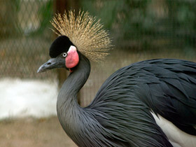 Смотреть фото Венценосные журавли: коронованные природой Фото Венценосные журавли: коронованные природой