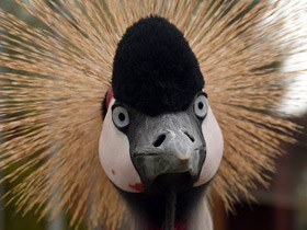 Венценосные журавли: коронованные природой