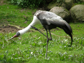 Смотреть фото Серёжчатый журавль Фото Серёжчатый журавль