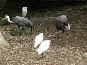 Смотреть фото Черный журавль Фото Черный журавль