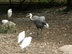 Смотреть фото Черный журавль Фото Черный журавль