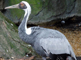 Даурский журавль