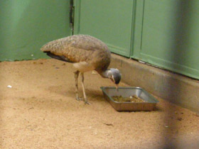 Смотреть фото Дрофа Кори Фото Дрофа Кори