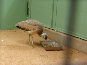 Смотреть фото Малая сенегальская дрофа Фото Малая сенегальская дрофа