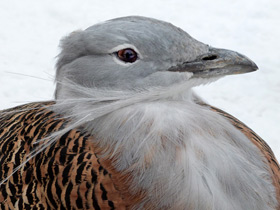 Смотреть фото Дрофа Фото Дрофа