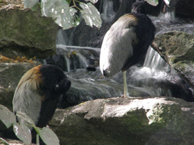 Смотреть фото Трубачи Фото Трубачи