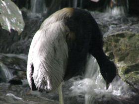 Смотреть фото Трубачи Фото Трубачи