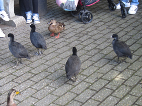 Смотреть фото Лысуха Фото Лысуха